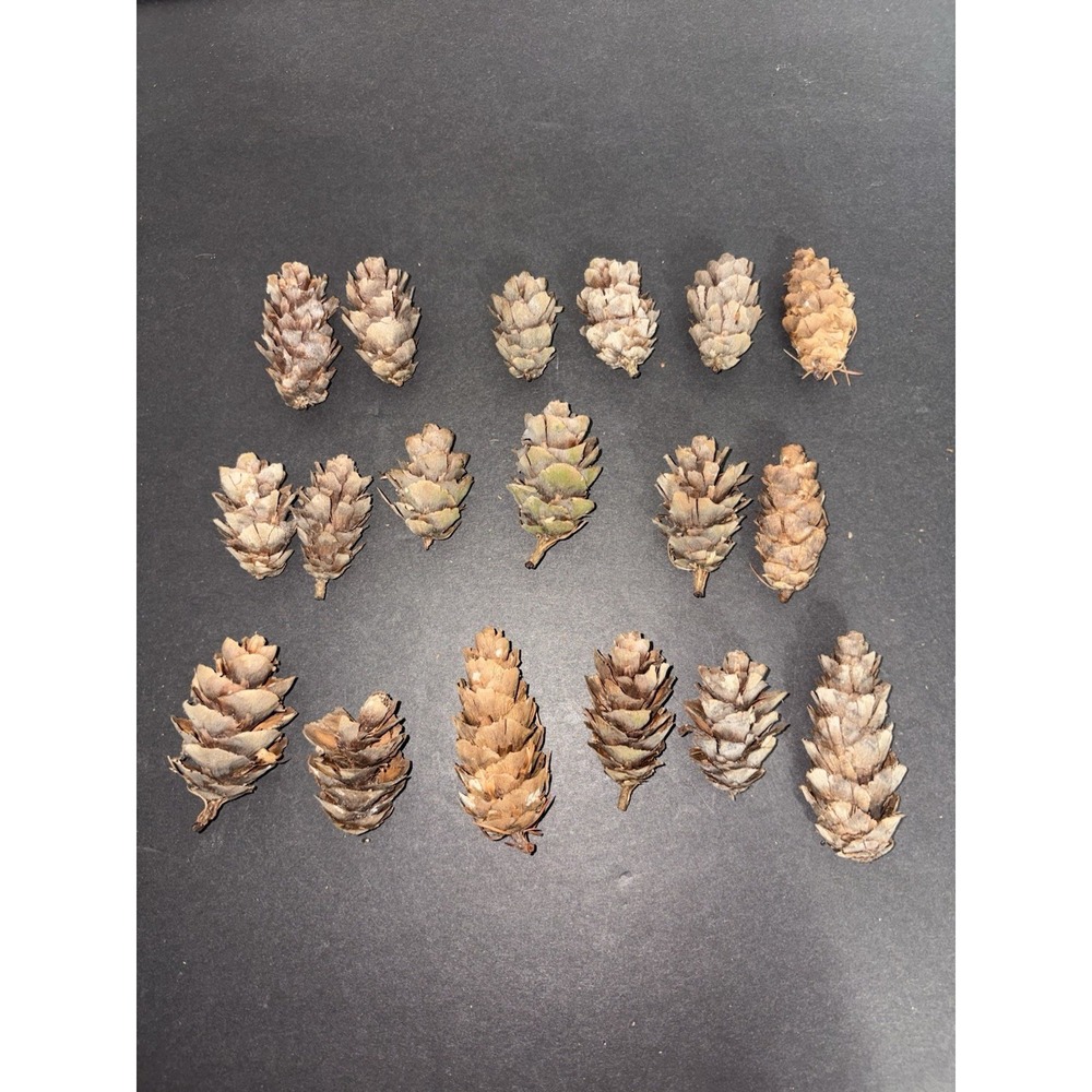 Real Natural DOUGLAS FIR‎ 18 Brown cones pinecones Crafts Christmas Decor